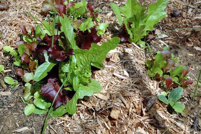 Mesclun