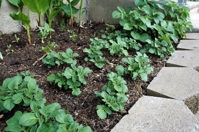 Potatoes