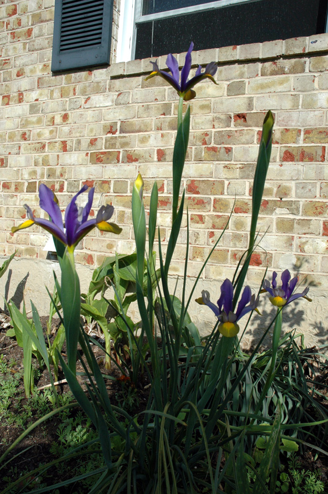 Irises