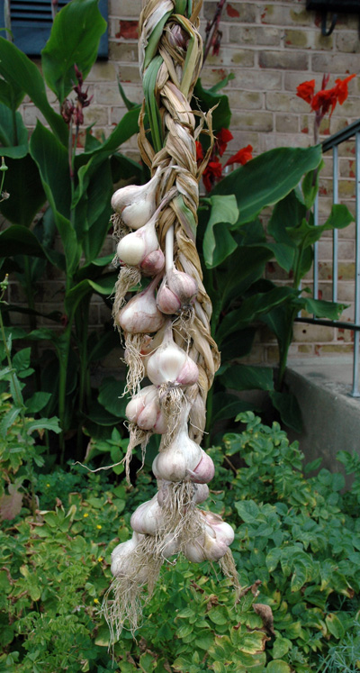 Garlic from Cedar\'s Garden