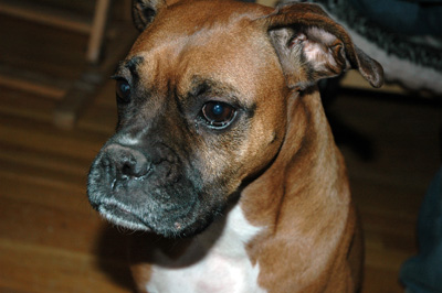 Honey the Boxer Dog