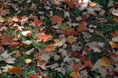 Leaves