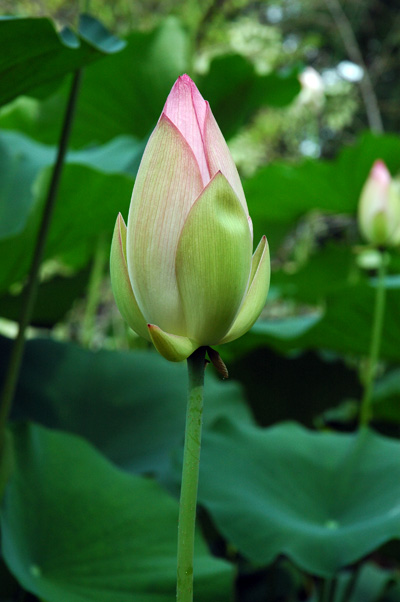 Lotus Bud