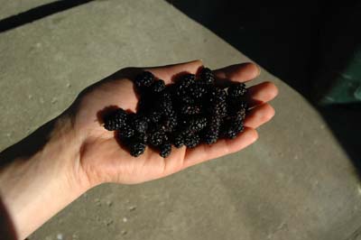 Mulberries