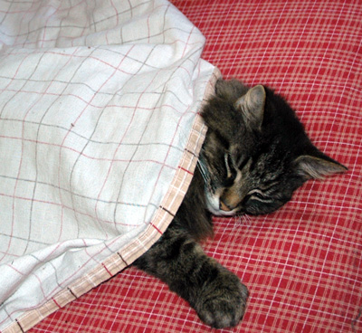 Quani in Bed