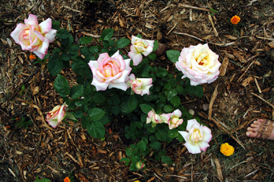 rosebush 1