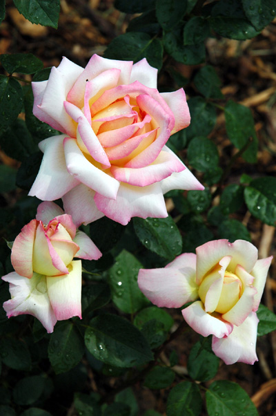 rosebush 2