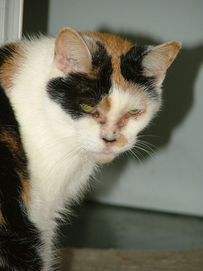 Reference Photo for Cedar Lee\'s Cat Portrait, Sassy