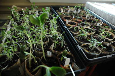 Sprouts March 2008