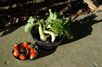 Strawberries & Radishes
