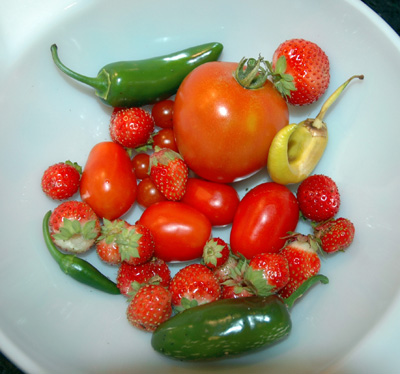 Tomatoes, Strawberries & Peppers from Cedar\'s Garden