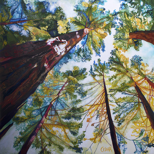 Sun-Dappled Sequoias. 48" x 48", Oil on Wood, © 2017 Cedar Lee