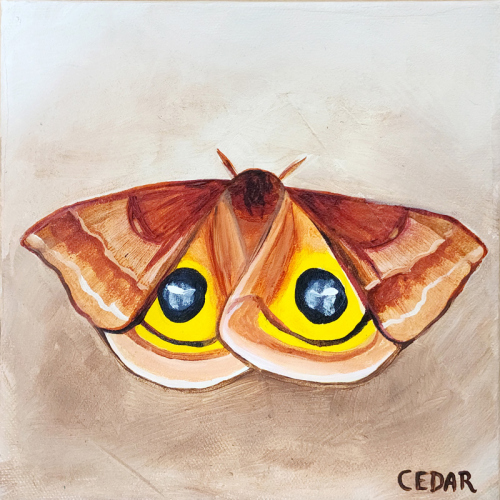 Io Moth 1. 8" x 8", Acrylic on Canvas, © 2024 Cedar Lee