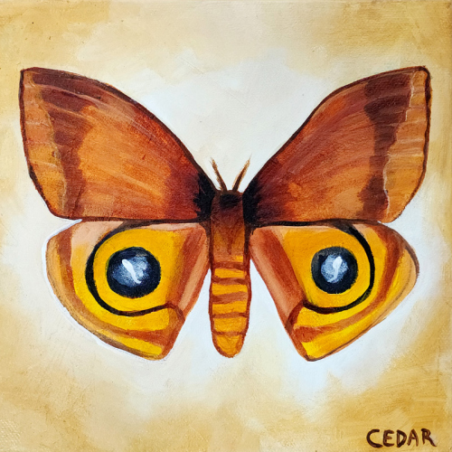 Io Moth 2. 8" x 8", Acrylic on Canvas, © 2024 Cedar Lee