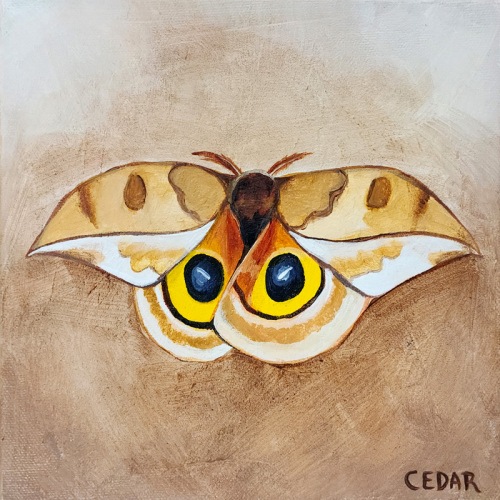 Io Moth 3. 8" x 8", Acrylic on Canvas, © 2024 Cedar Lee