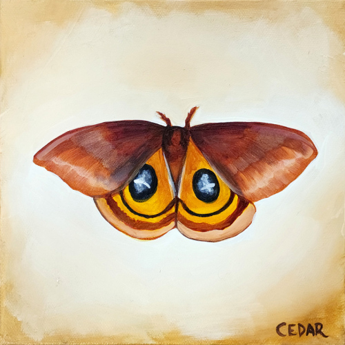 Io Moth 4. 8" x 8", Acrylic on Canvas, © 2024 Cedar Lee