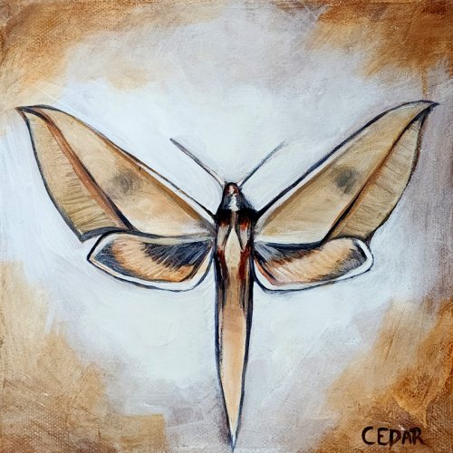 Sphinx Moth 1. 8" x 8", Acrylic on Canvas, © 2024 Cedar Lee