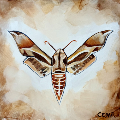 Sphinx Moth 2. 8" x 8", Acrylic on Canvas, © 2024 Cedar Lee