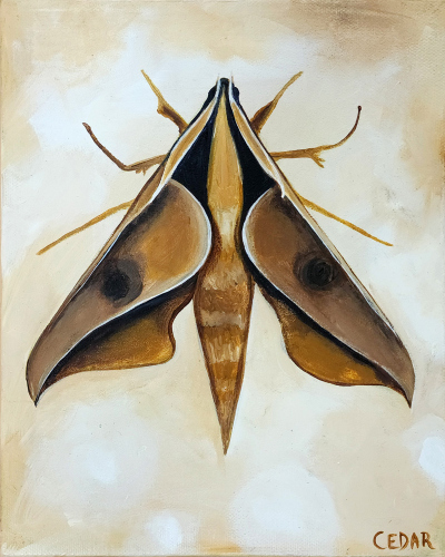 Sphinx Moth 3. 10" x 8", Acrylic on Canvas, © 2024 Cedar Lee