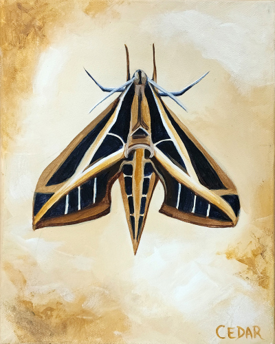 Sphinx Moth 4. 10" x 8", Acrylic on Canvas, © 2024 Cedar Lee