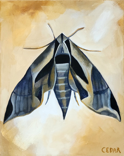 Sphinx Moth 5. 10" x 8", Acrylic on Canvas, © 2024 Cedar Lee