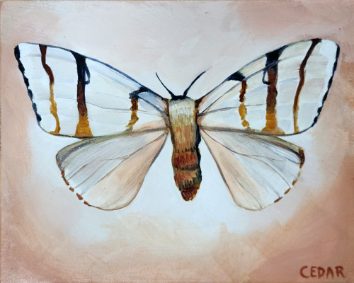 Tropical Moth 1. 8" x 10", Acrylic on Canvas, © 2024 Cedar Lee