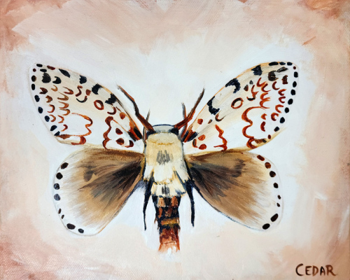 Tropical Moth 2. 8" x 10", Acrylic on Canvas, © 2024 Cedar Lee