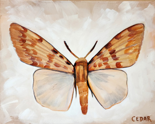 Tropical Moth 3. 8" x 10", Acrylic on Canvas, © 2024 Cedar Lee