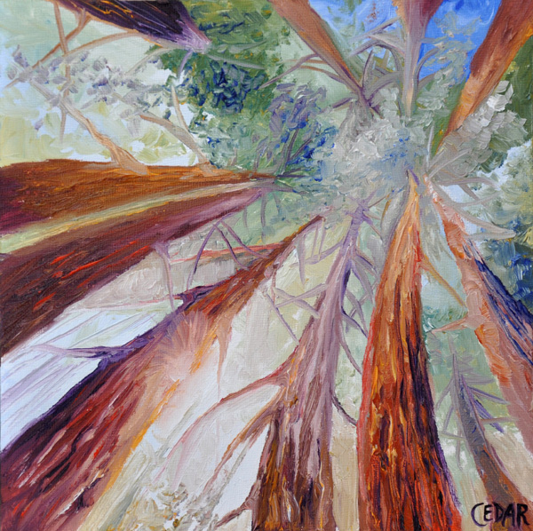 Study of Redwoods in the Sun. 10" x 10", Oil on Wood, © Cedar Lee 2014