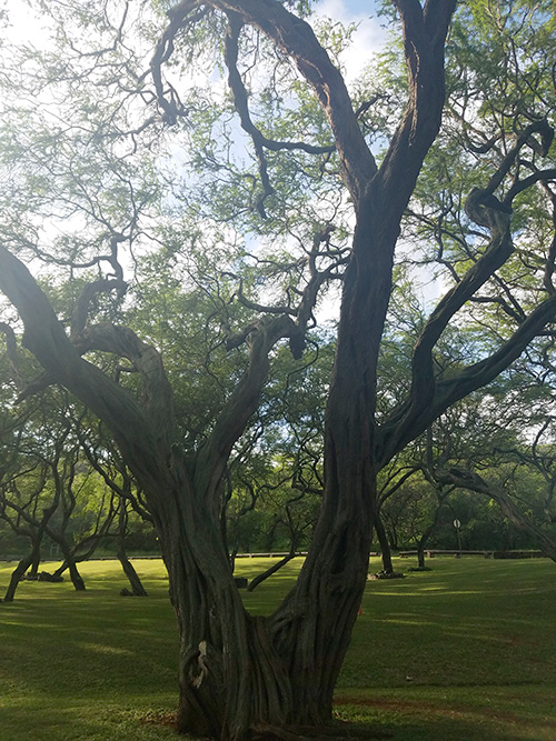 Oahu Tree