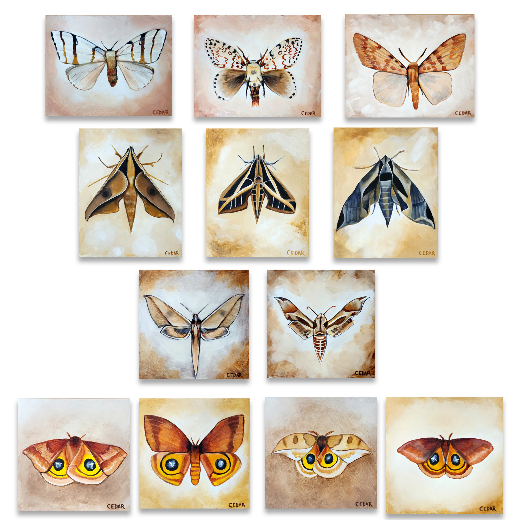 Collection of 12 moth paintings made by Cedar Lee during Costa Rica artist residency in January 2024