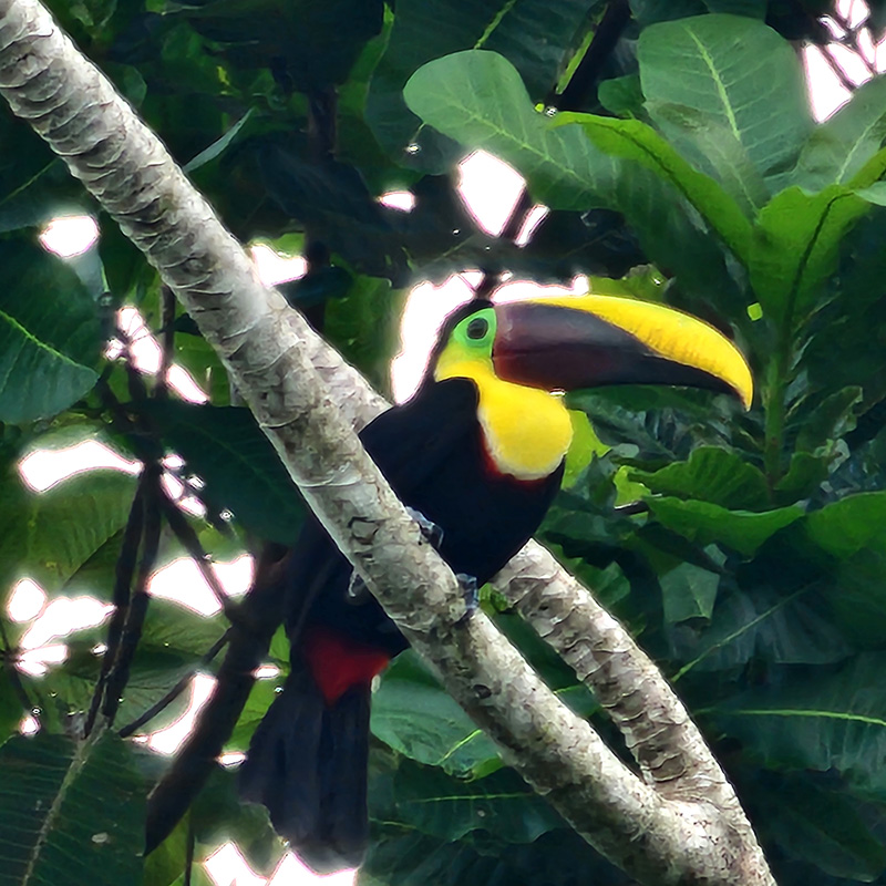 A toucan in a tree outside Mauser Ecohouse in Costa Rica. Photo by Cedar Lee.