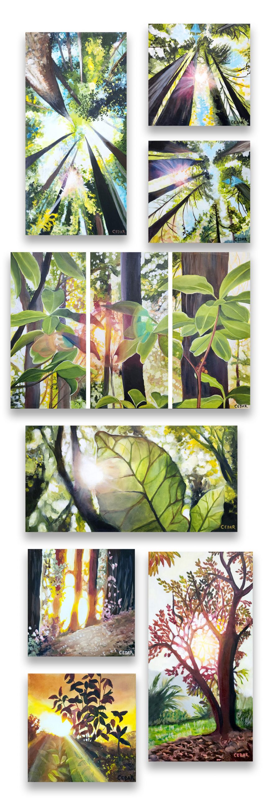 Collection of 8 tree paintings made by Cedar Lee during Costa Rica artist residency in January 2024