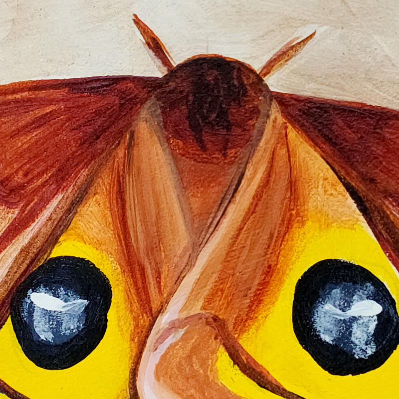 Close-up detail of Cedar Lee Painting: Io Moth 1