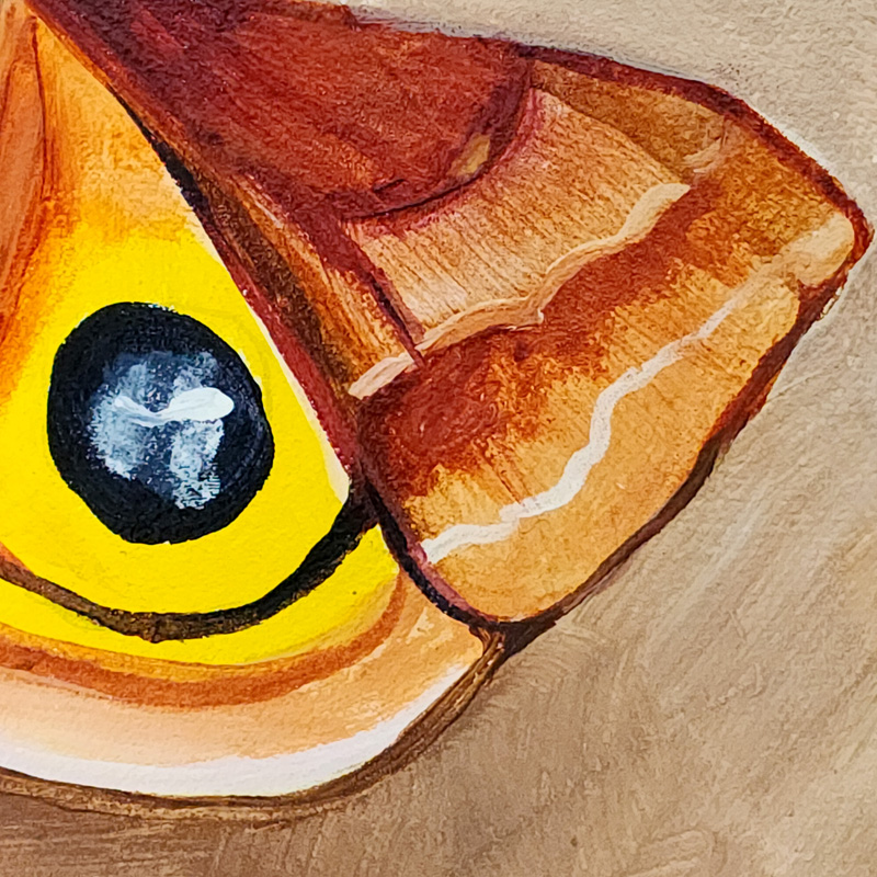 Close-up detail of Cedar Lee Painting: Io Moth 1