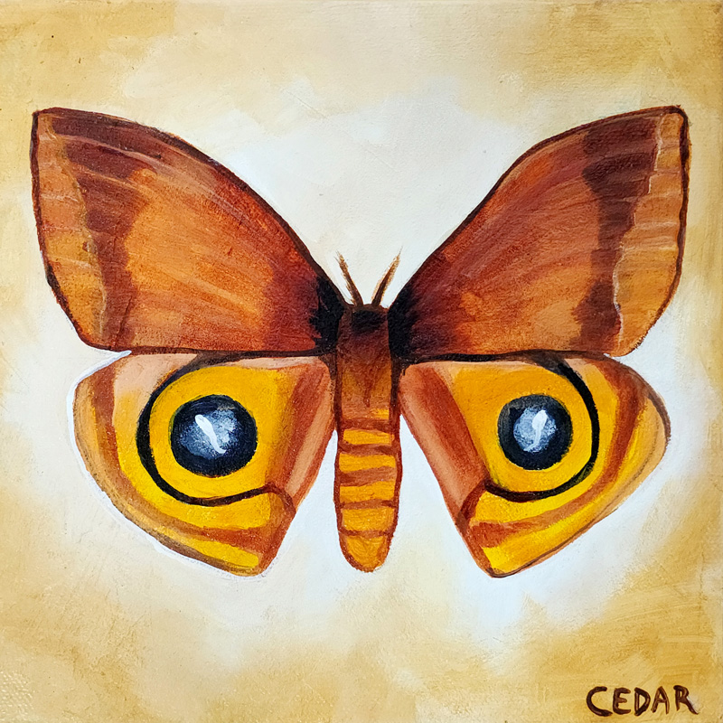 Io Moth 2: Art By Cedar Lee