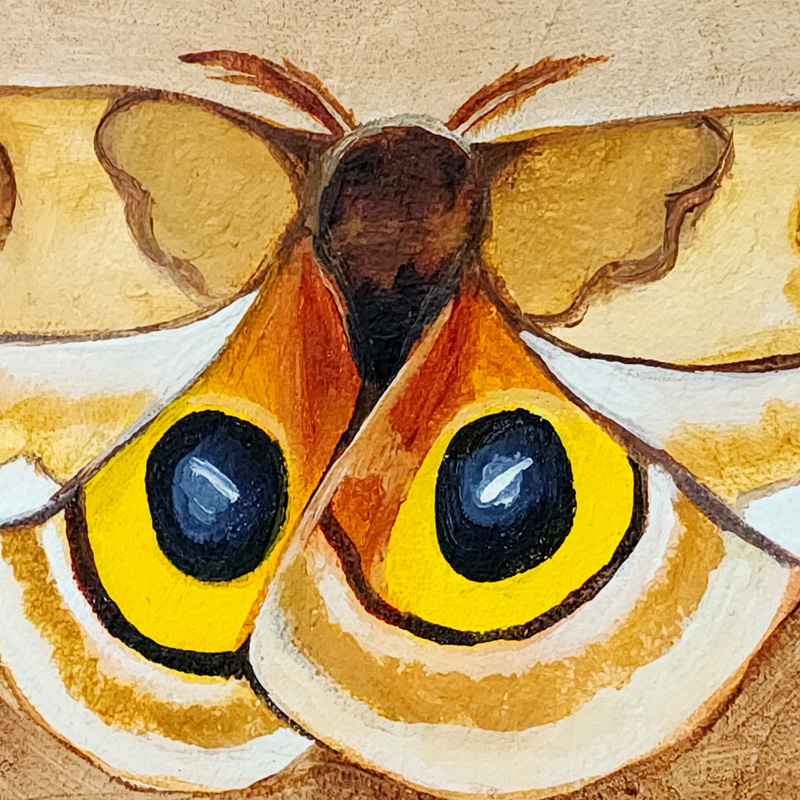 Close-up detail of Cedar Lee Painting: Io Moth 3