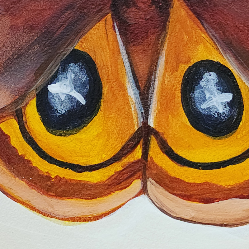 Close-up detail of Cedar Lee Painting: Io Moth 4