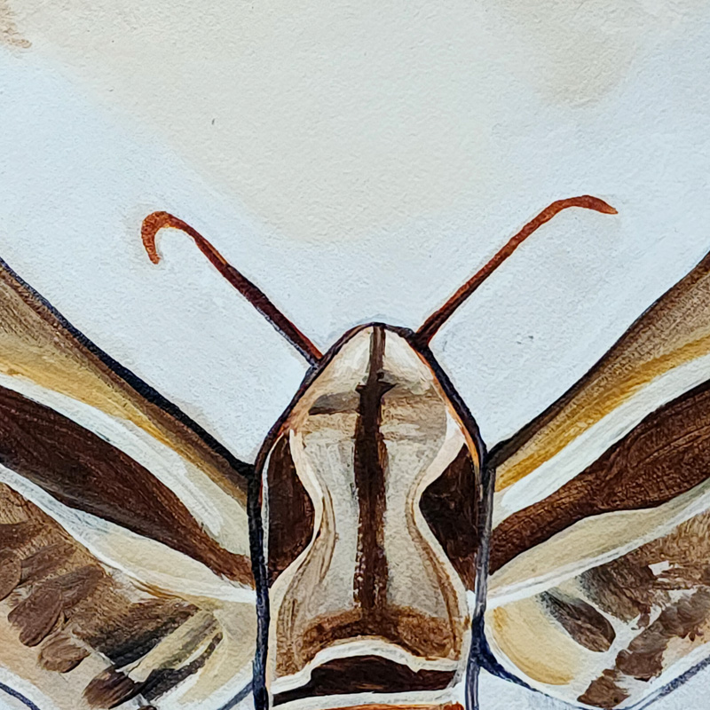 Close-up detail of Cedar Lee Painting: Sphinx Moth 2