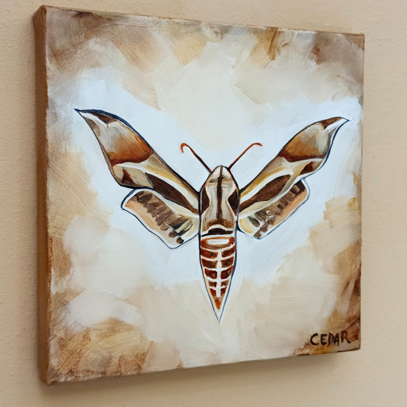 Cedar Lee Painting: Sphinx Moth 2