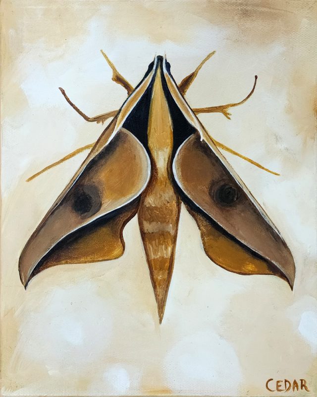 Sphinx Moth 3: Painting by Cedar Lee