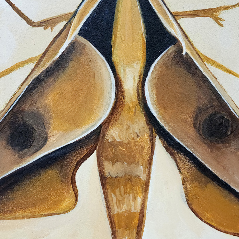 Close-up detail of Cedar Lee Painting: Sphinx Moth 3