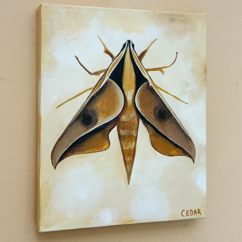 Cedar Lee Painting: Sphinx Moth 3