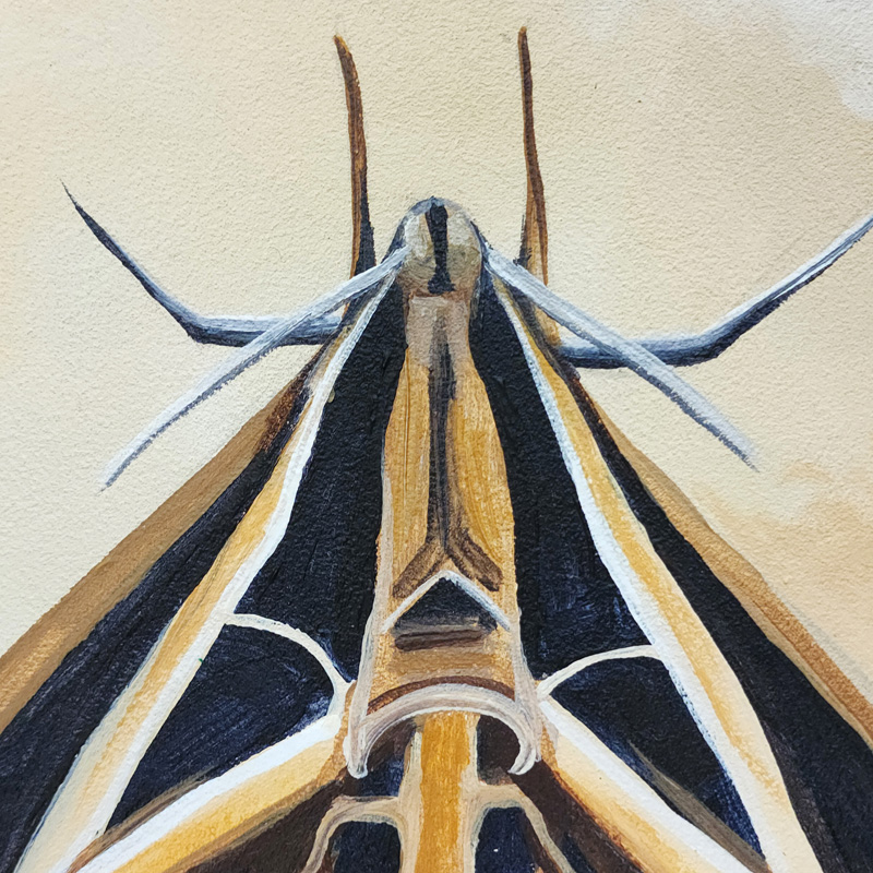 Close-up detail of Cedar Lee Painting: Sphinx Moth 4