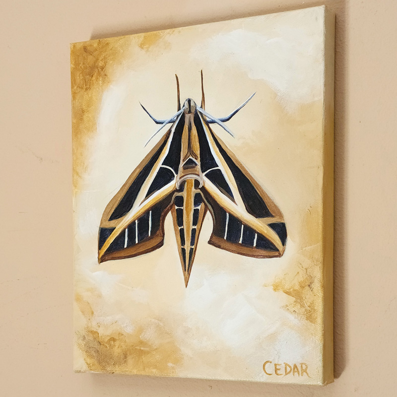 Cedar Lee Painting: Sphinx Moth 4