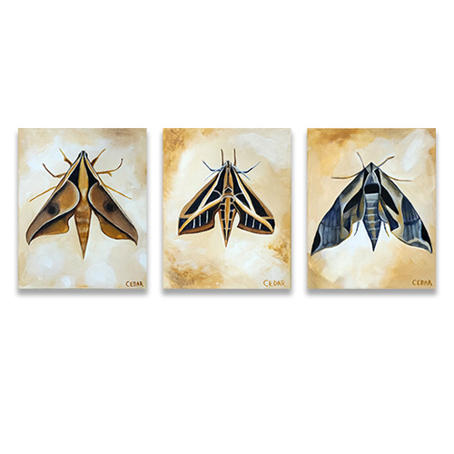 Sphinx Moth Set of 3 Prints