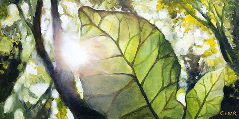 Sun Through Leaf Art By Cedar Lee