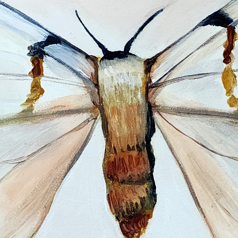 Close-up detail of Cedar Lee Painting: Tropical Moth 1