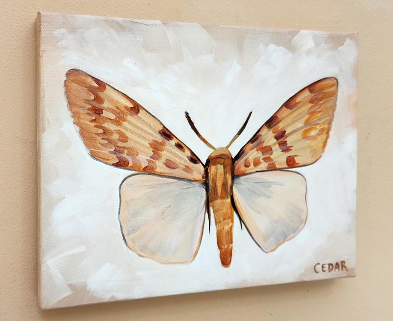Cedar Lee Painting: Tropical Moth 3