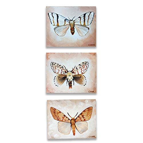Tropical Moth Set of 3 Canvas Prints